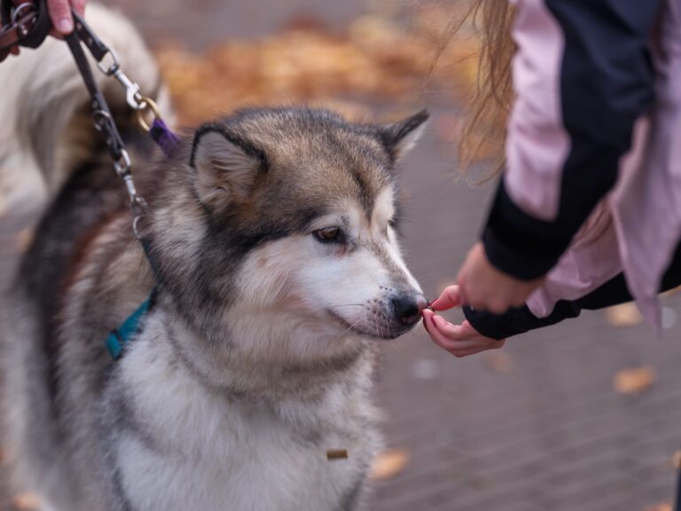 Perros mayores y adiestramiento: ¿es posible?