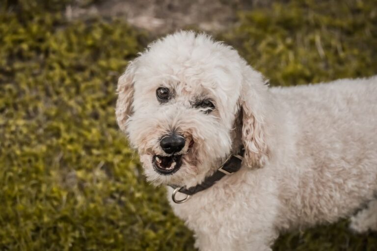 Por qué mi perro gruñe y qué debo hacer